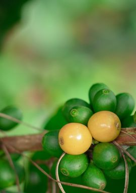 Coffee Report June 26