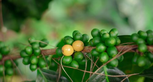 Coffee Report June 26