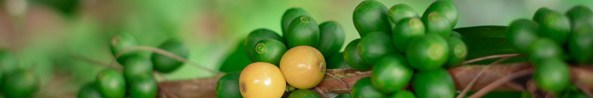 Coffee Report June 26