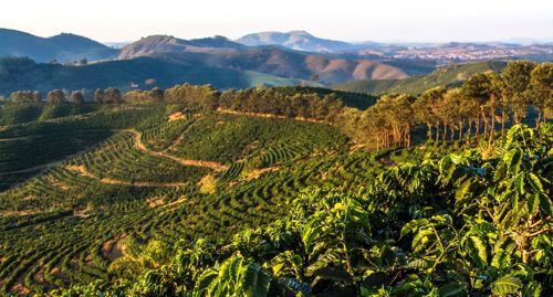 Coffee Report Weathering The Range