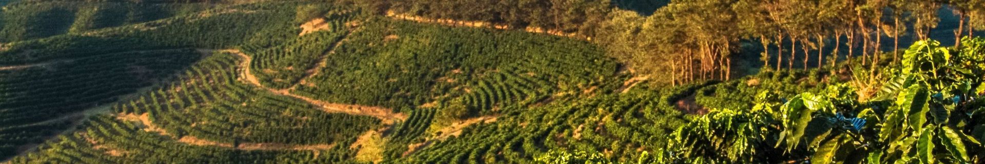 Coffee Report Weathering The Range