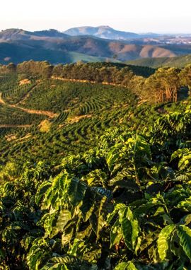 Coffee Report Weathering The Range