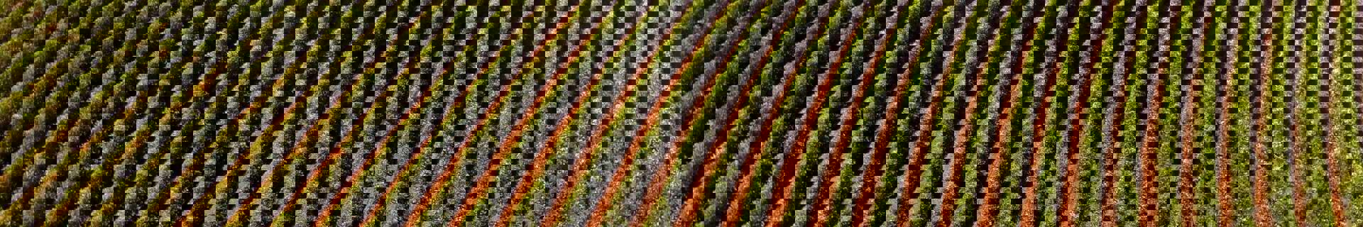 Firmer Ground Web
