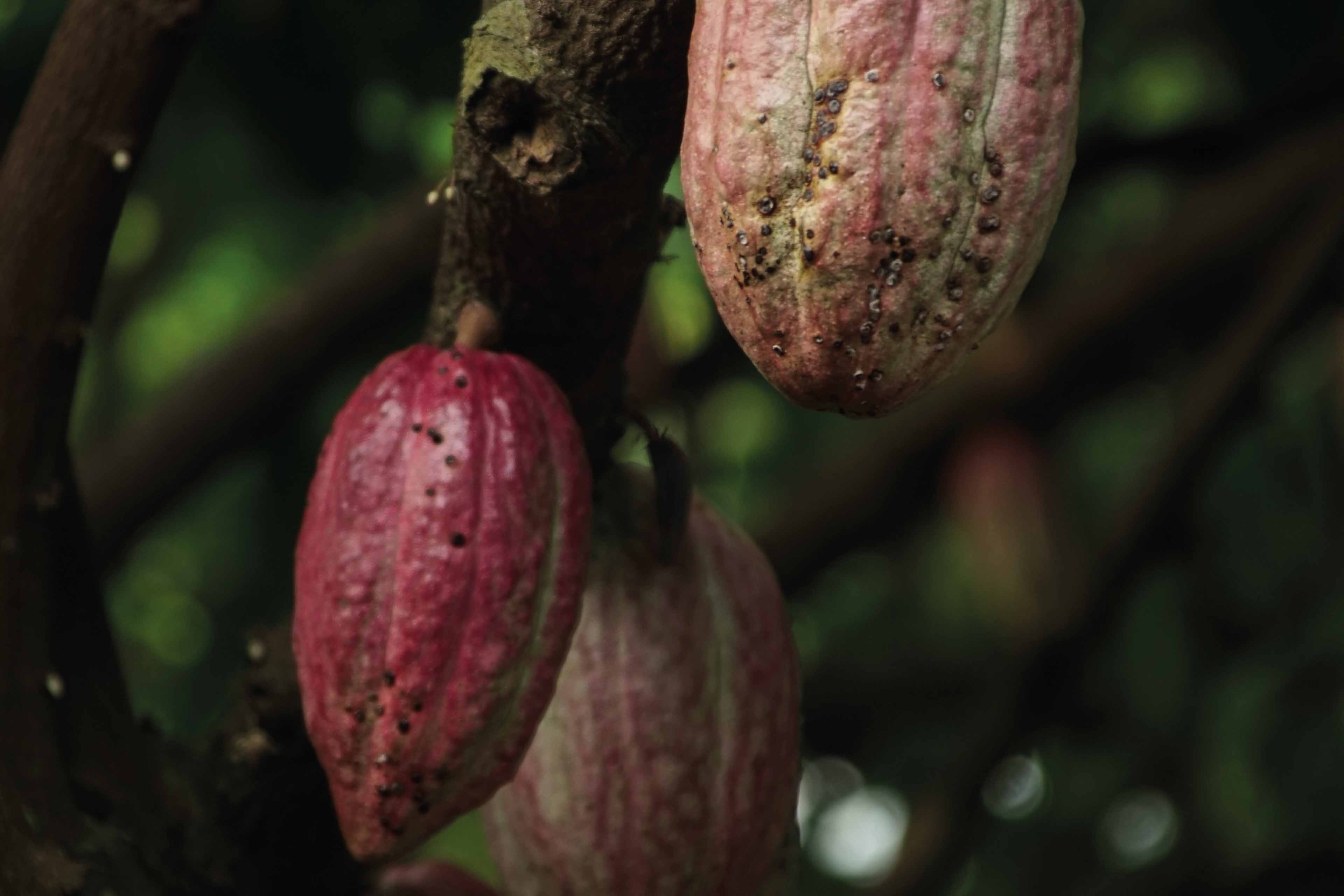 Cocoa Futures Technical Charts & Analysis Sucden Financial > Soft