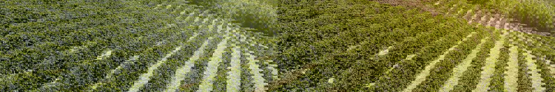 Coffee March 2021 Web