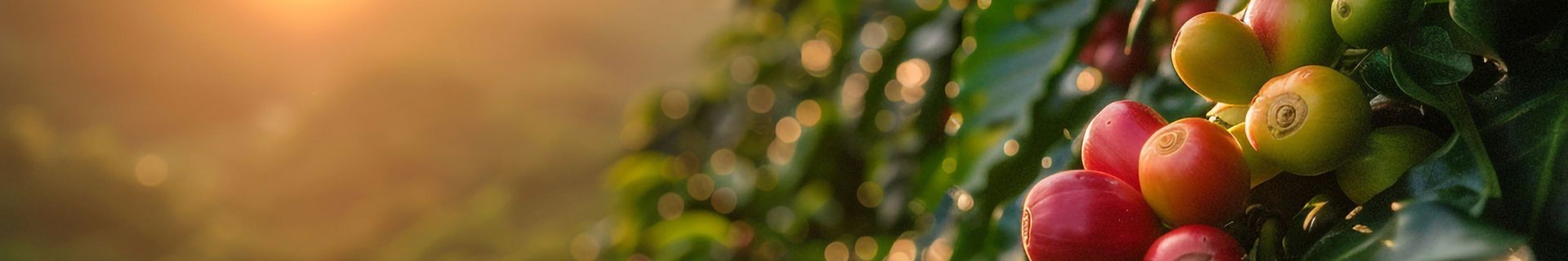 Coffee Report 2026 Outlook Flip